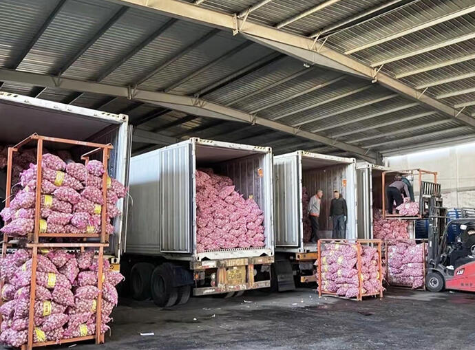 Henan Leming Agriculture Secures 25,000 Ton Annual Garlic Deal to Brazil’s Customer