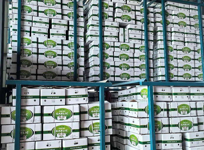 Henan Leming Agriculture Secures Exclusive Garlic Supply Deal with National-Level Zhongyuan Agricultural Valley