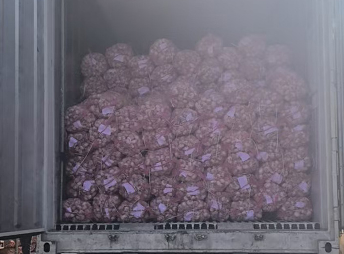 Henan Leming Agriculture Successfully Delivers 60-Ton Garlic Trial Order to Vietnam