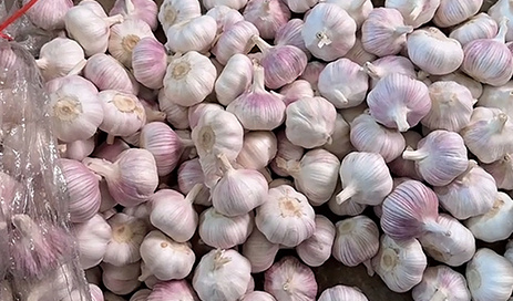China-Exports-Fresh-High-Standard-Fine-Quality-Garlic-03