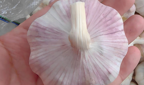 China-Normal-white-garlic-factory-and-wholesale-03