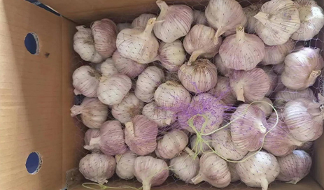China-Normal-white-garlic-factory-and-wholesale-04