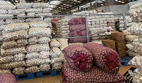 China-Normal-white-garlic-factory-and-wholesale-05