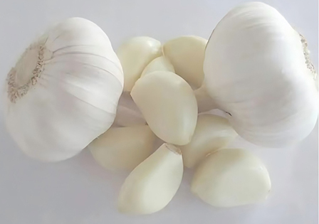 Fresh Pure White Garlic With Best Price From China