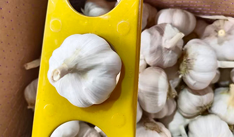 Fresh-Pure-white-garlic-with-best-price-from-china-03