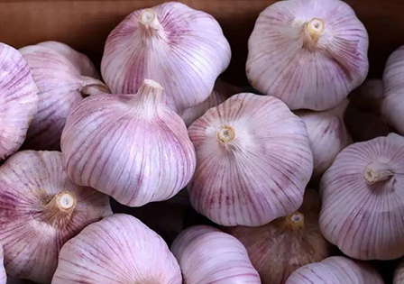 Fresh Garlic Bulbs Supplier