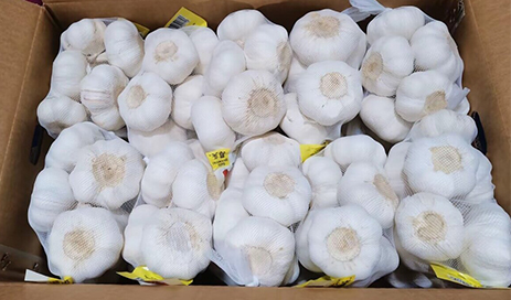 Fresh-garlic-bulbs-Supplier-03