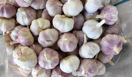 Fresh-garlic-bulbs-Supplier-04