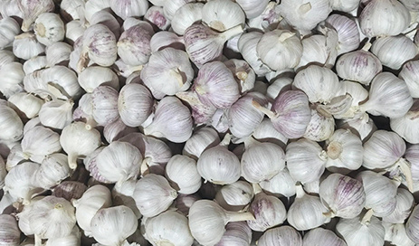 Fresh-garlic-bulbs-Supplier-05