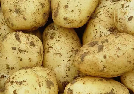 Chinese Export Grade Potato
