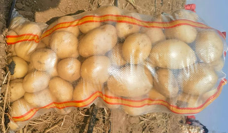 Chinese-Export-Grade-Potato03