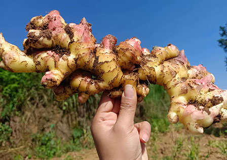 Chinese Fresh Ginger Supplier