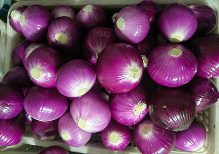 Chinese Fresh Purplish-red Onion Supplier
