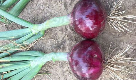Chinese-Fresh-purplish-red-onion-supplier03
