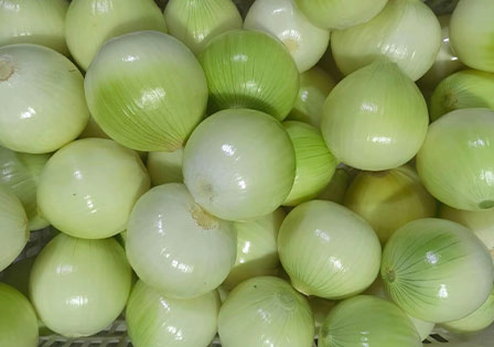 Chinese Fresh Yellow Onion Supplier