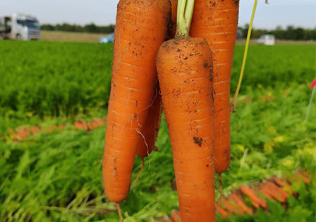 Chinese Red Carrot