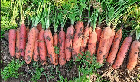 Chinese-Red-Carrot04