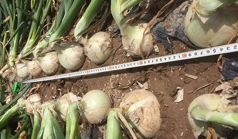 Chinese-White-Onion03