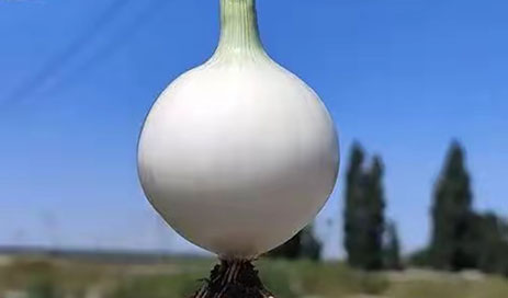 Chinese-White-Onion04