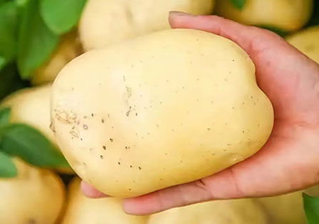 Chinese Potato Wholesaler