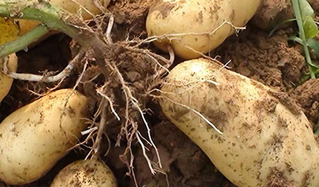 Chinese-potato-wholesaler03