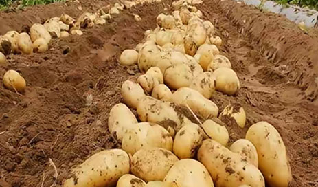 Chinese-potato-wholesaler04