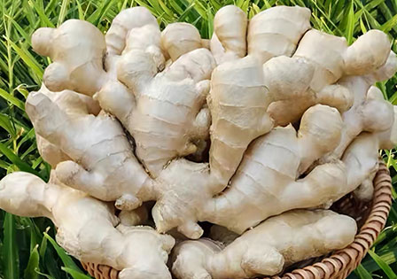 Chinese Supplier of Dried Ginger