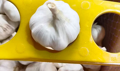 Directly-Supplied-Chinese-Garlic-From-The-Farm05