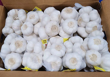 Fresh Normal Pure White Dried Garlic Mesh Bag Carton