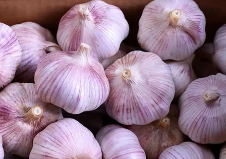 High-quality Purple-skinned Garlic From China