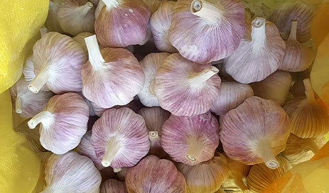 High-quality-Purple-skinned-Garlic-From-China03