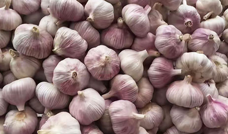 High-quality-Purple-skinned-Garlic-From-China04