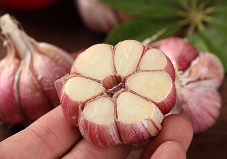 Pure Natural Organic Purple Skinned Garlic