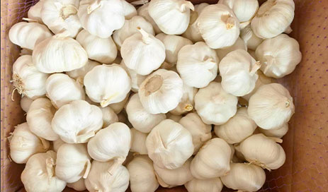 Wholesale-China-Fresh-Normal-White-Garlic-Factory-Price-of-High-Quality04